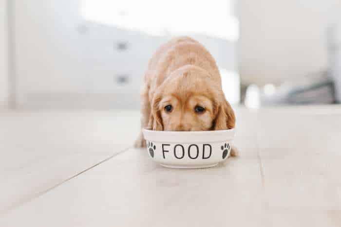 foto di cibo per cane
