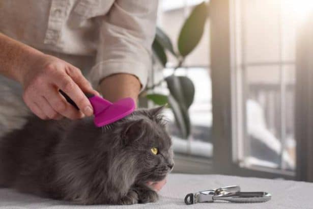 Come prendersi cura della pelle e del pelo del tuo animale domestico