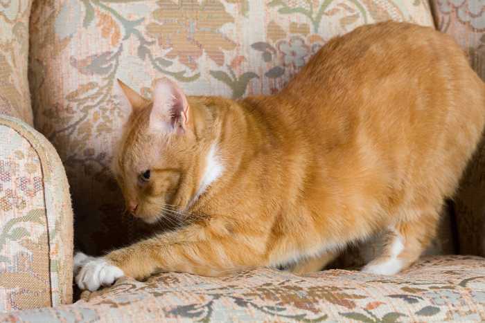 come insegnare al gatto a non graffiare