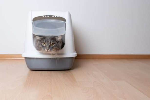 Lettiere per gatti