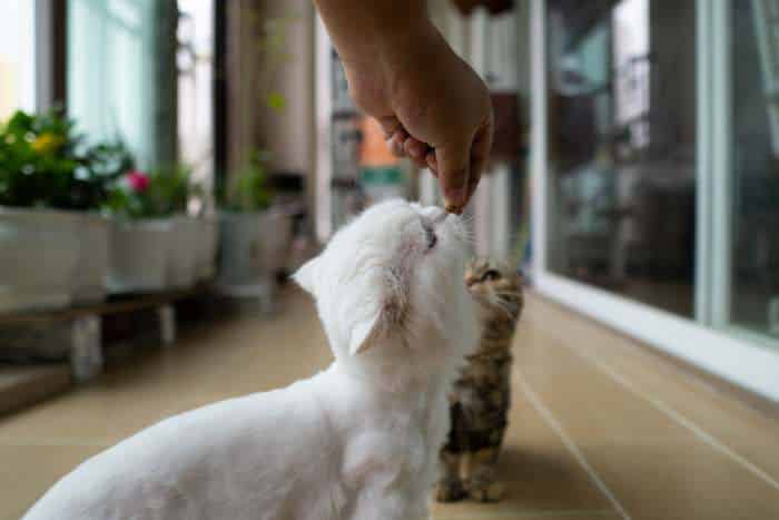 esempio di snack per gatti