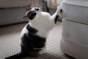 Foto gatto che graffia il divano