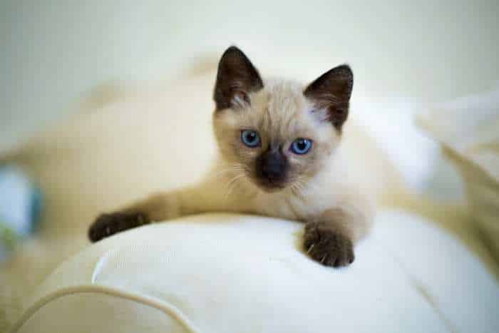 foto gatto siamese cucciolo