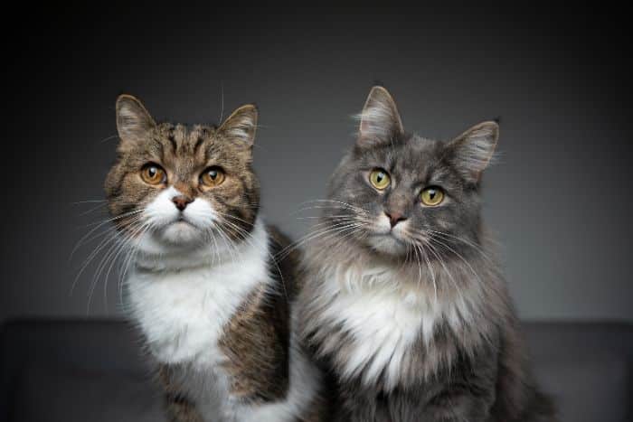 Gatti da appartamento foto