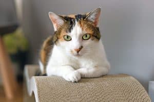 Smarrita gattina calico presso Dogana nuova!