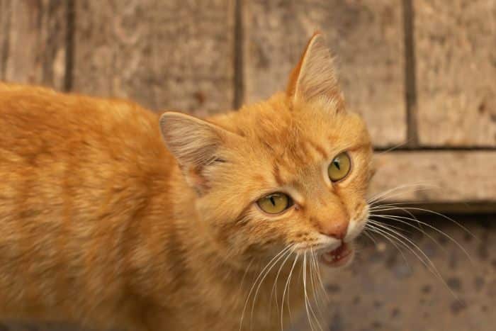 gatto che miagola foto