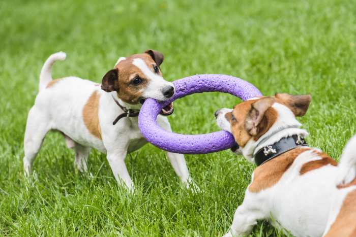 foto giochi per animali