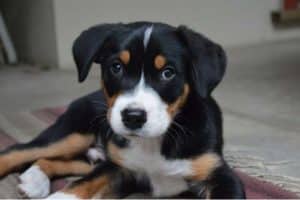 cucciolo di bovaro svizzero 