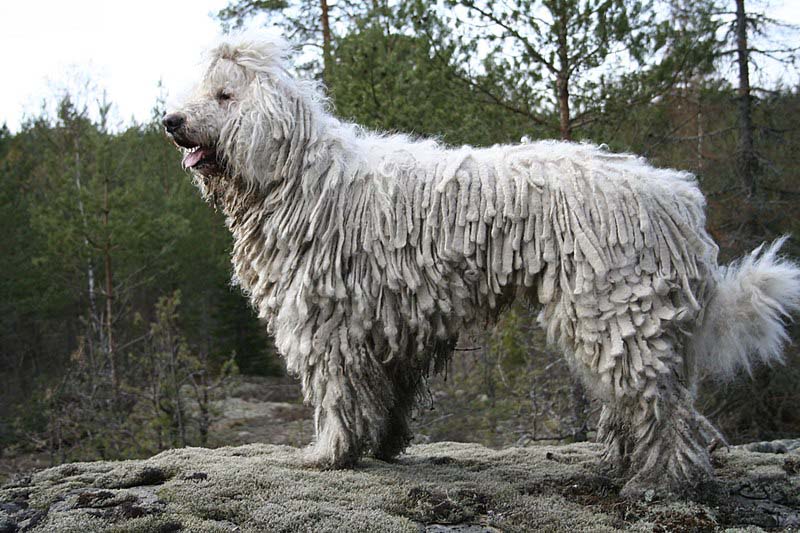 KOMONDOR