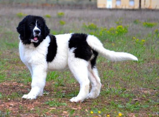 Landseer cuccioli e adulti: tutto ciò che devi sapere