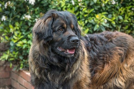 Leonberger cuccioli e adulti: tutto ciò che devi sapere
