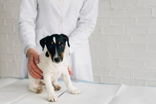 Cosa sono i parassiti intestinali del cane?
