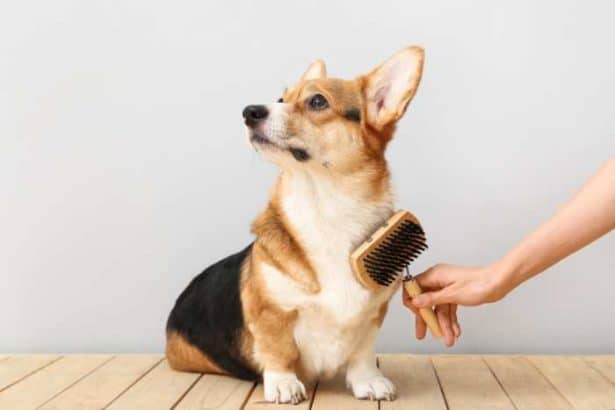 Come spazzolare correttamente il tuo cane