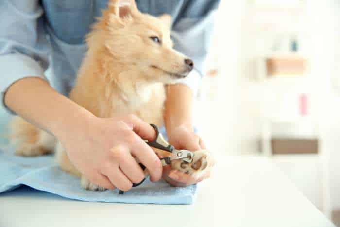 foto di come tagliare unghie al cane
