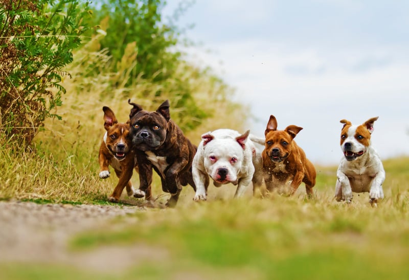 American Staffordshire Terrieri foto